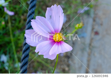 優しいピンクのコスモスと背景のコントラスト 126891946