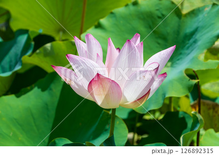 輝く青空の下の蓮の花 126892315