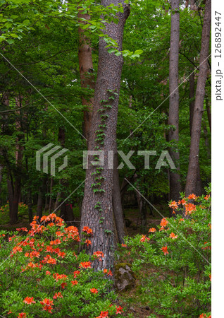 山に自生して咲くレンゲツツジ 126892447