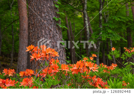 初夏の山で咲くレンゲツツジ 126892448