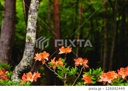 初夏の山で咲くレンゲツツジ 126892449