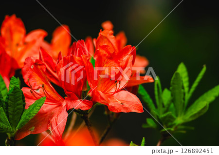 華やかなレンゲツツジ 126892451