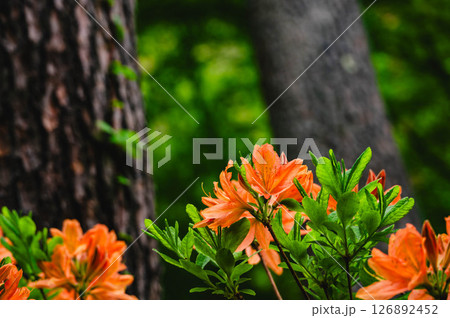 春に咲くレンゲツツジ 春に咲くレンゲツツジ 126892452