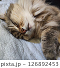 癒しのぬこ 126892453