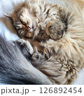 癒しのぬこ 126892454