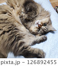癒しのぬこ 126892455