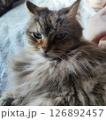 癒しのぬこ 126892457