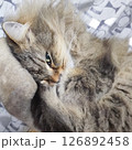 癒しのぬこ 126892458