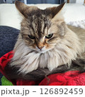 癒しのぬこ 126892459