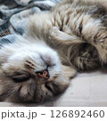 癒しのぬこ 126892460