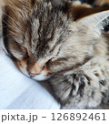 癒しのぬこ 126892461