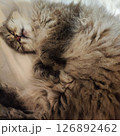 癒しのぬこ 126892462