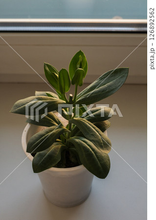 Eustoma sprouted in an apartment in the spring 126892562