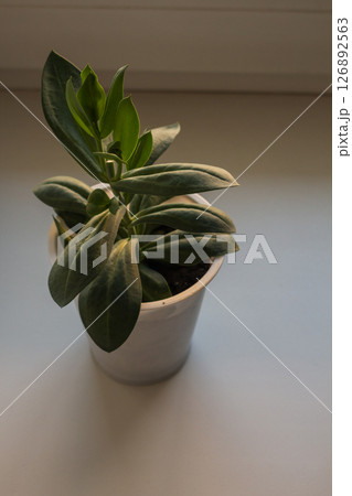 Eustoma is a genus of plants in the Gentian family. Home-grown 126892563