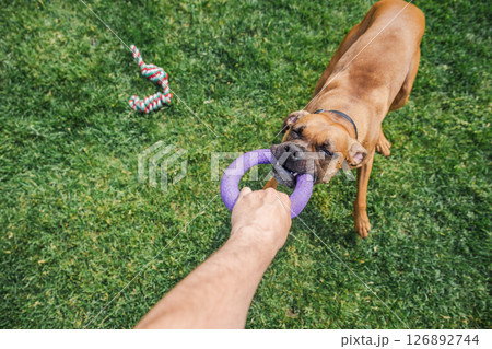 Playful German Boxer dog pulls on a purple ring toy held by a person during an energetic game on the green lawn 126892744