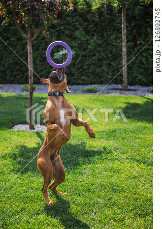 German Boxer dog jumping on green lawn to catch purple toy ring in sunny backyard, playful and energetic moment captured mid-air 126892745