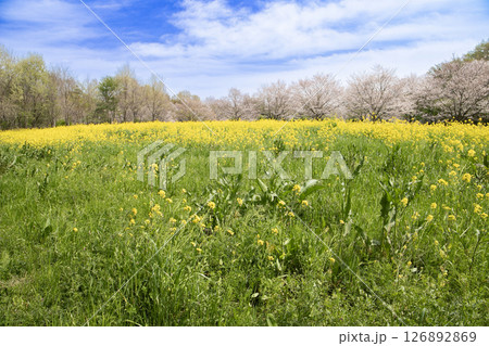 春の青空のもと咲き誇る菜の花 126892869