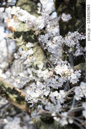 春の日差しを受けて咲き誇る桜の花 春の日差しを受けて咲き誇る桜の花 126892965