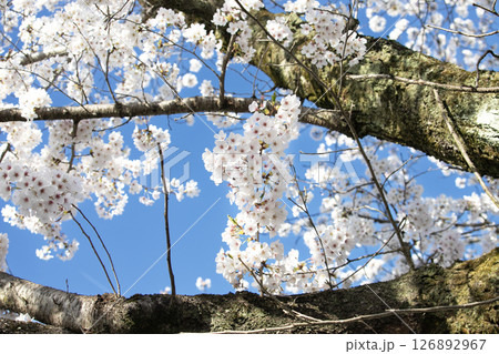 春の青空に咲く桜の花 126892967