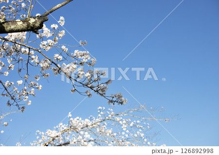 春の青空に咲く桜と月 126892998
