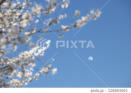 春の青空に咲く桜と月 126893001