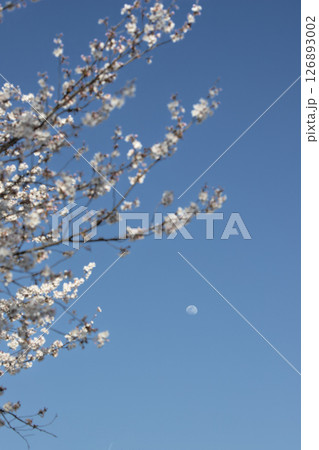春の青空に咲く桜と月 春の青空に咲く桜と月 126893002