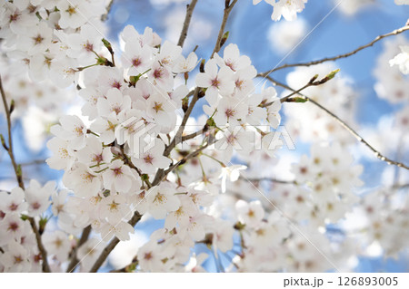 春の青空に咲く桜の花 春の青空に咲く桜の花 126893005