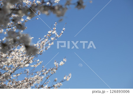春の青空に咲く桜と月 春の青空に咲く桜と月 126893006