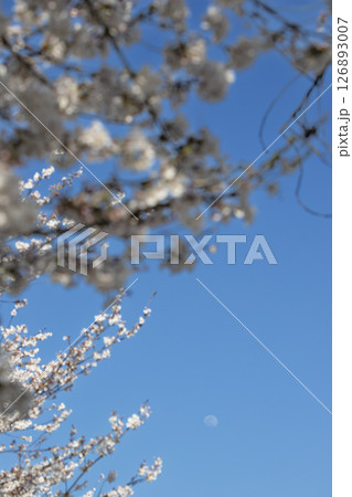 春の青空に咲く桜と月 126893007