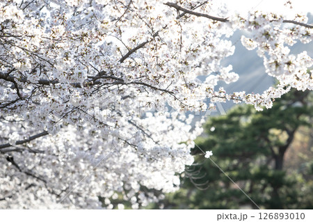 春の日差しを受けて咲く桜の花 126893010
