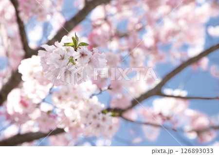 春の青空に咲き誇るピンクの八重咲桜 春の青空に咲き誇るピンクの八重咲桜 126893033