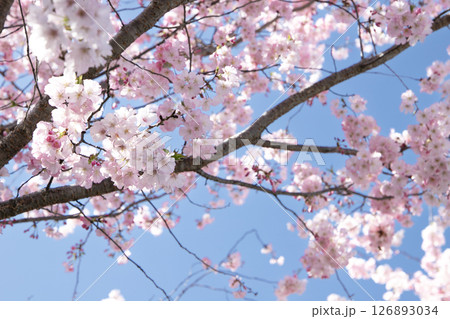 春の青空に咲き誇るピンクの八重桜 126893034