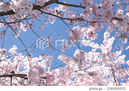 春の青空に咲き誇るピンクの八重桜 126893035