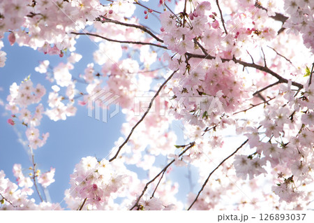 春の青空に咲き誇るピンクの八重桜 126893037