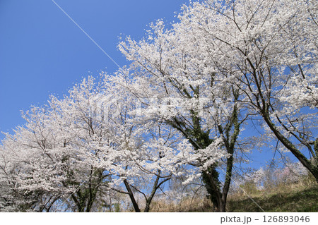 春の青空に咲き誇る里山の桜 126893046