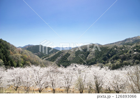 春の青空に咲き誇る里山の桜 126893066