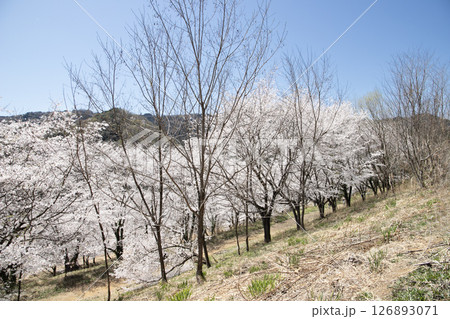春の青空に咲き誇る里山の桜 春の青空に咲き誇る里山の桜 126893071