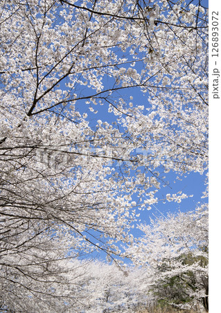 桜並木と春の青空 桜並木と春の青空 126893072