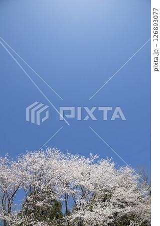 青空に浮かぶ飛行機雲と桜 126893077