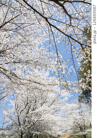春の青空に映える里山の桜並木 126893087
