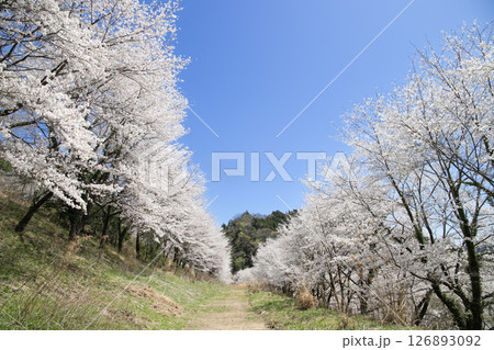 春の青空に映える里山の桜並木 126893092
