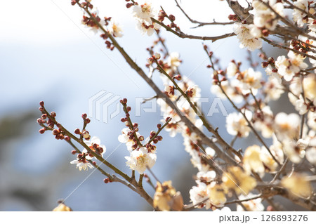 開花したての白い梅の花 126893276
