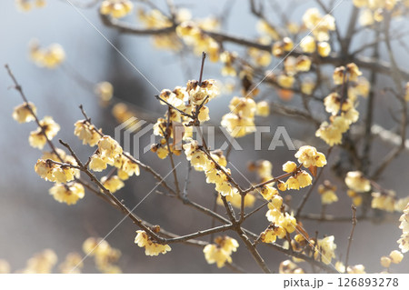 晩冬の日差しを受けて咲く蝋梅の花 晩冬の日差しを受けて咲く蝋梅の花 126893278