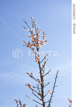 青空のもとに咲くピンクの梅の花 青空のもとに咲くピンクの梅の花 126893282