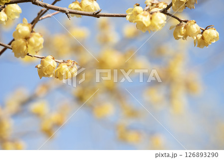 冬の青空に咲く蝋梅の花 冬の青空に咲く蝋梅の花 126893290