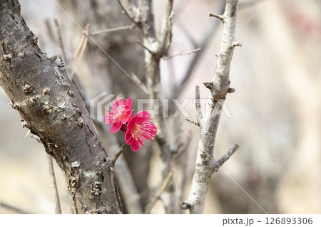 幹に咲く紅色の梅の花 幹に咲く紅色の梅の花 126893306