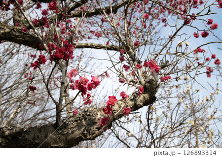 青空に生える紅色の梅の花 青空に生える紅色の梅の花 126893314