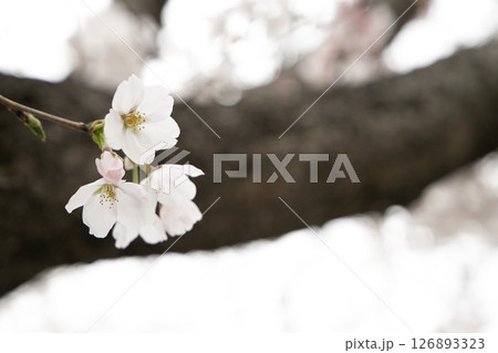 幹に咲く桜の花 幹に咲く桜の花 126893323