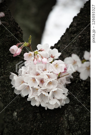 幹に咲く桜の花 幹に咲く桜の花 126893327