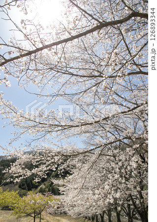 太陽の光を浴びて青空に咲き誇る里山の桜 太陽の光を浴びて青空に咲き誇る里山の桜 126893344